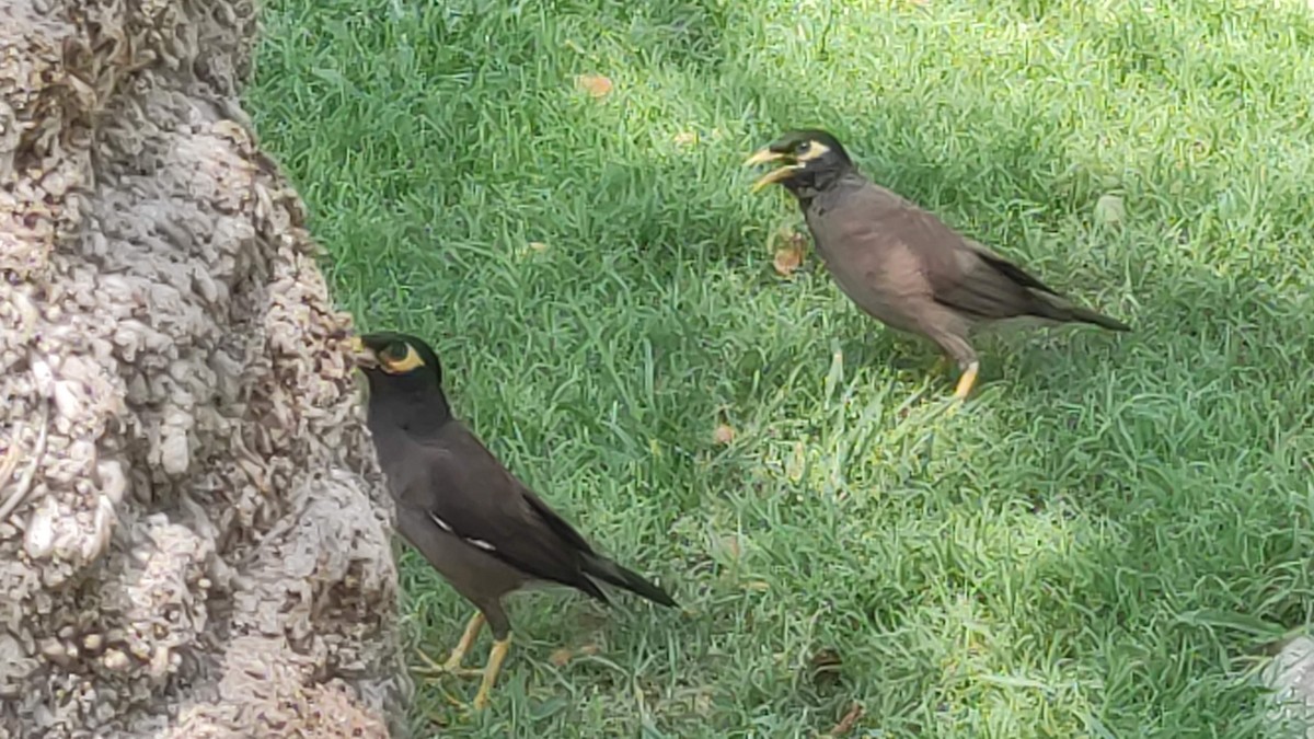 灰斑鳩 - ML646287523