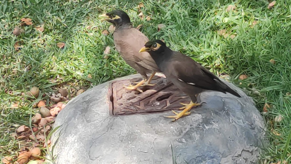 灰斑鳩 - ML646287524