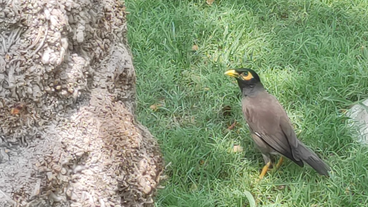 灰斑鳩 - ML646287525