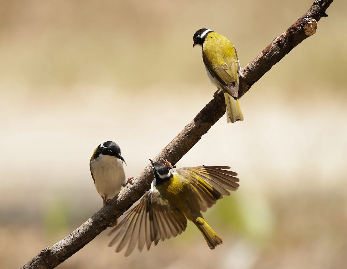 White-throated Honeyeater - ML646287526