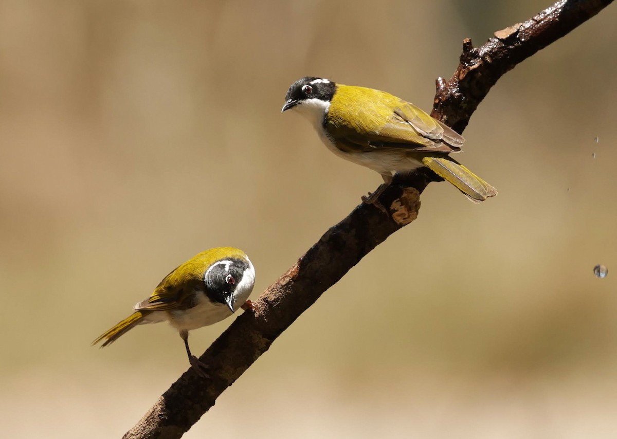 White-throated Honeyeater - ML646287527