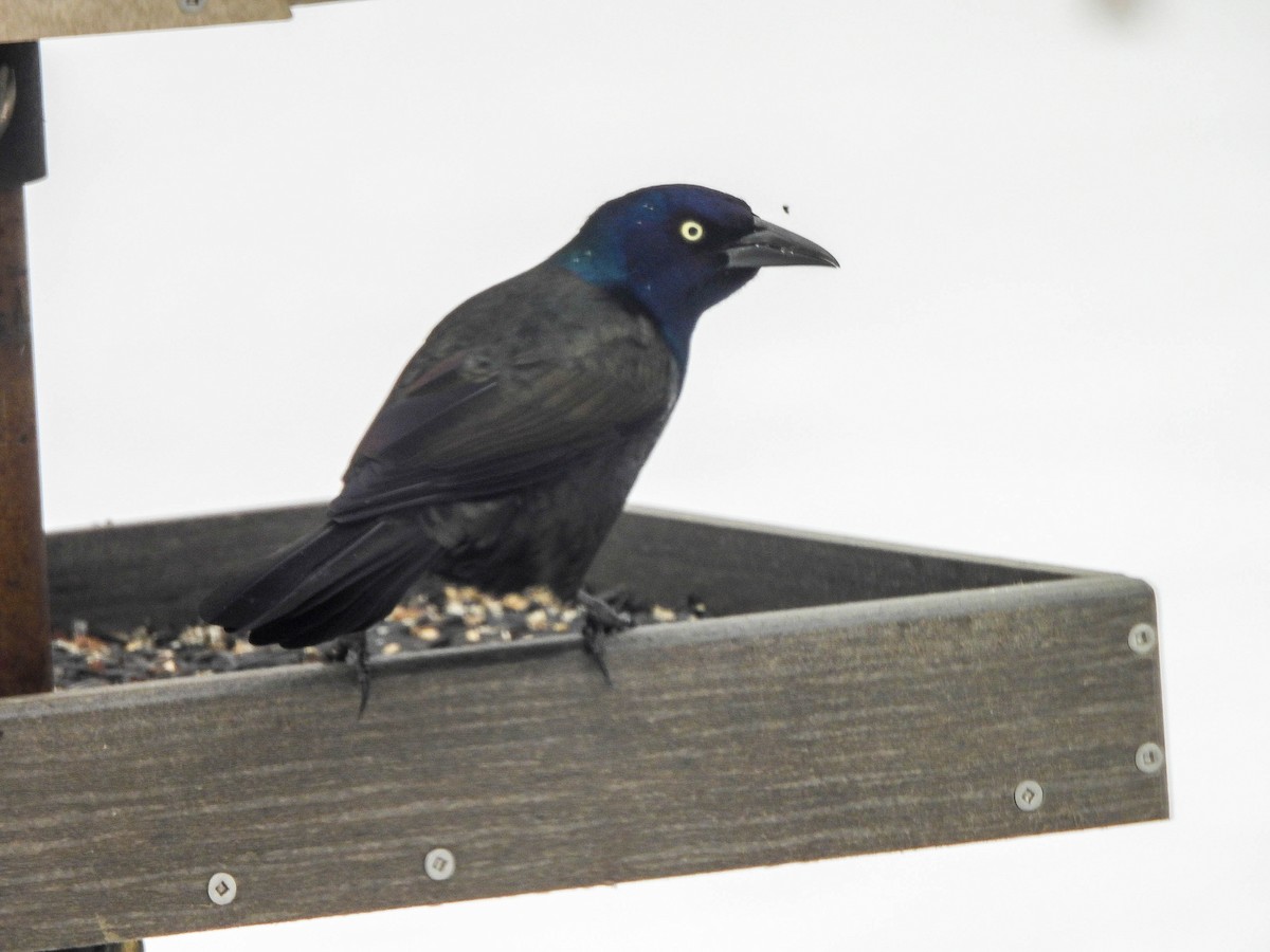 Common Grackle - ML646287528