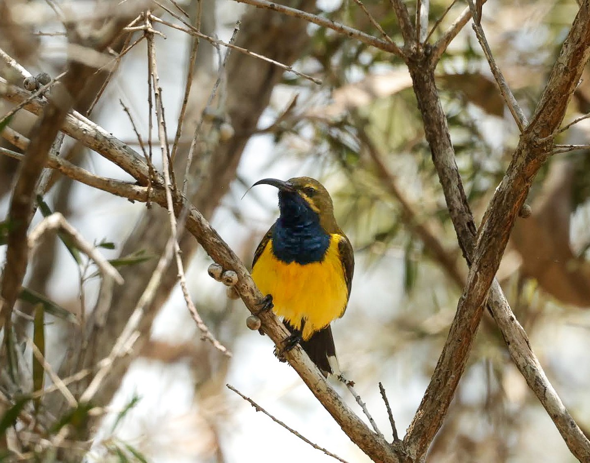 Sahul Sunbird - ML646287536