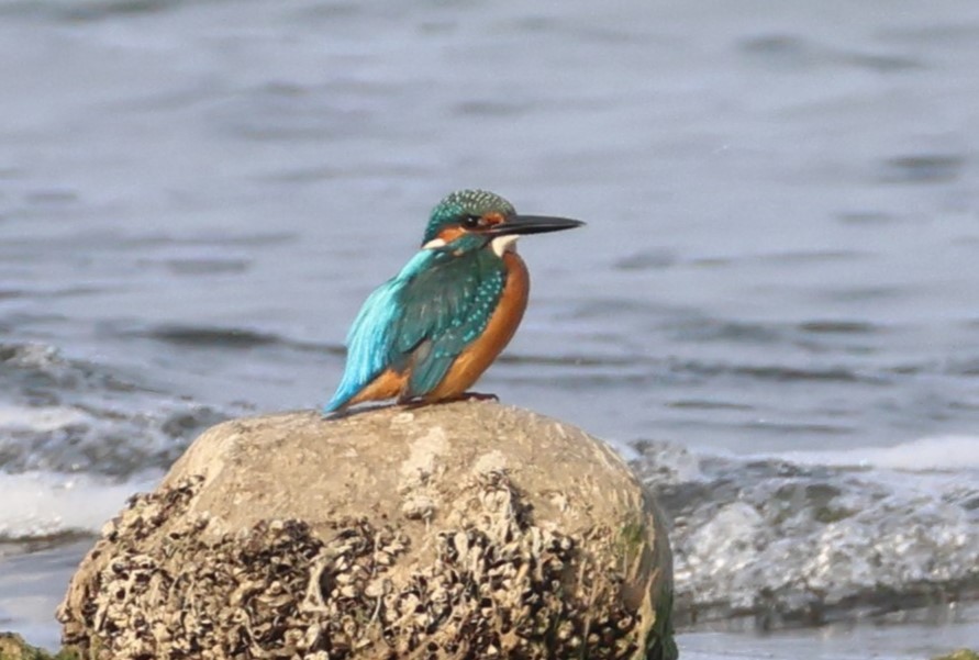 Common Kingfisher - ML646287540