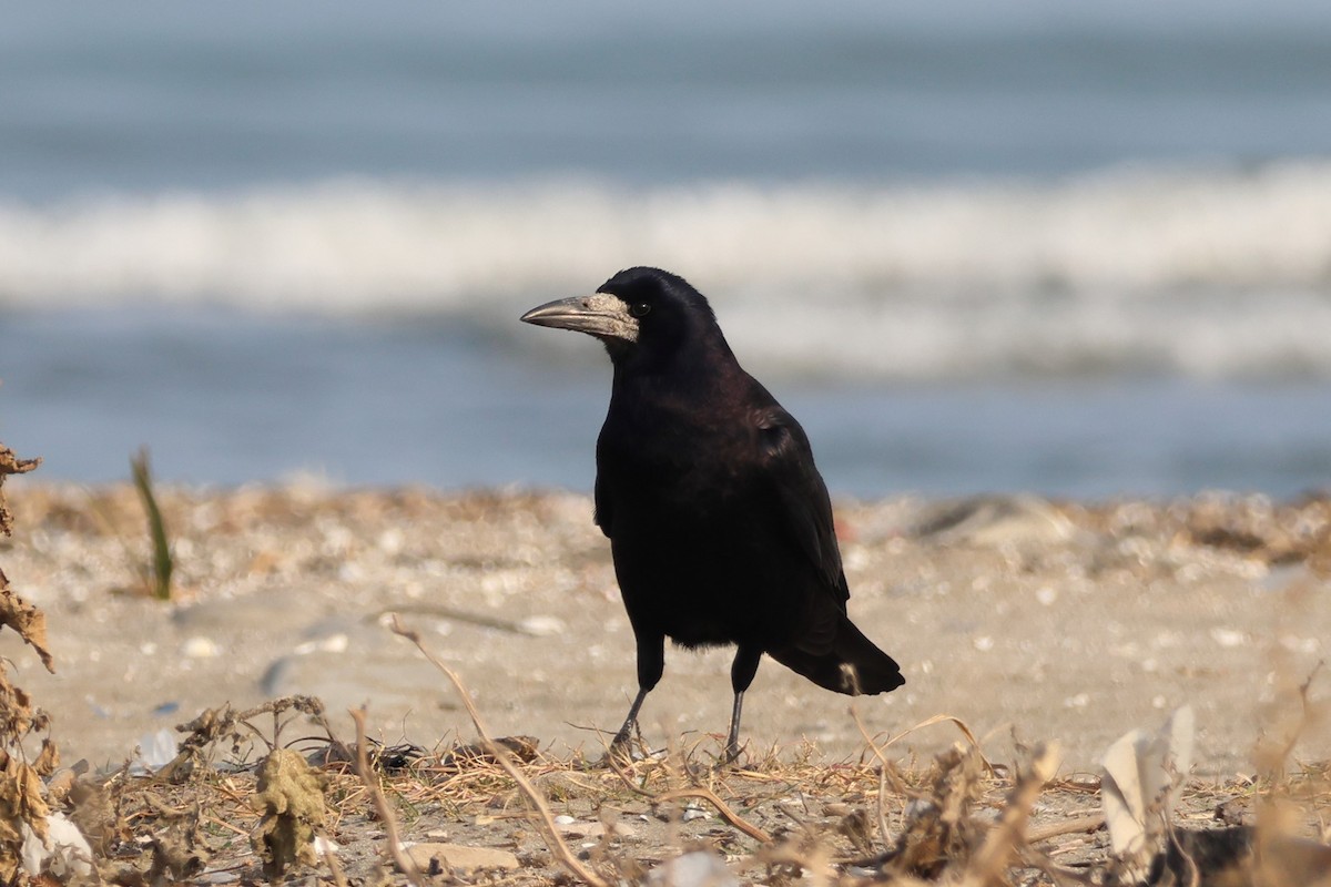 Ekin Kargası - ML646287544