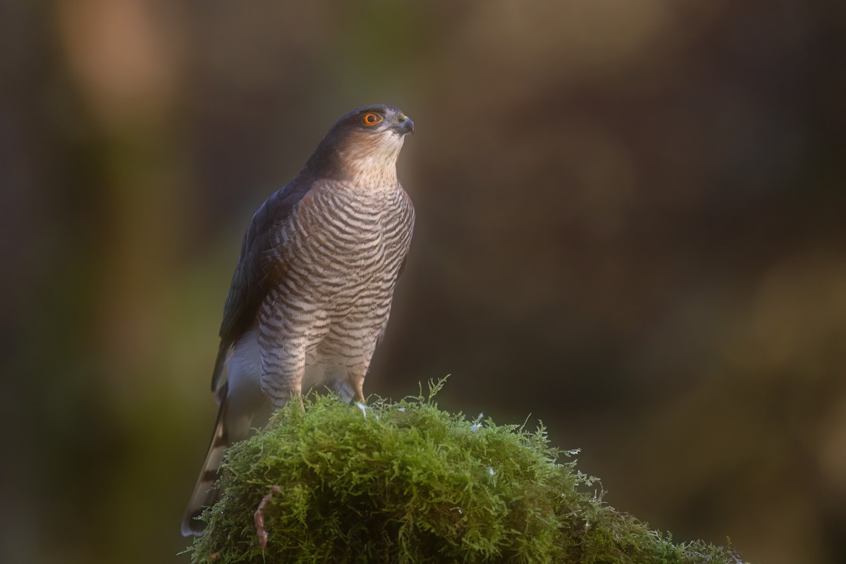 krahujec obecný - ML646287546