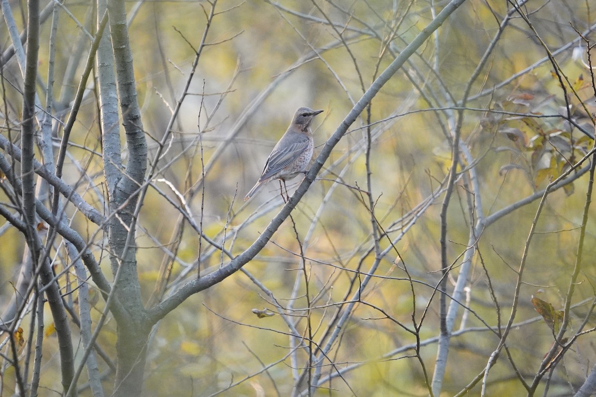 Kızıl Kanatlı Ardıç - ML646287549