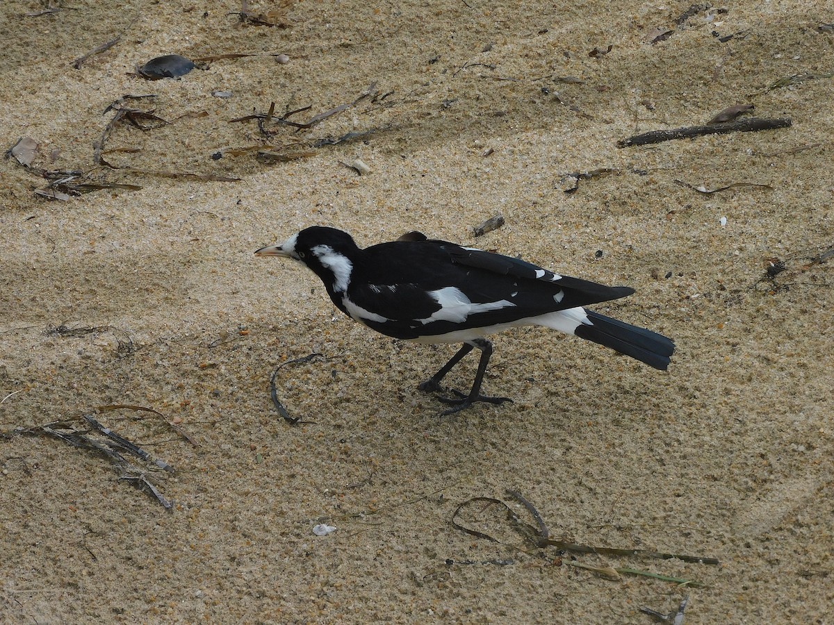 Magpie-lark - ML646287551