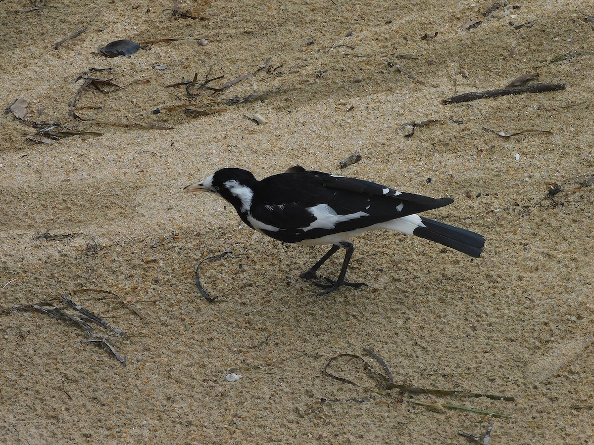 Magpie-lark - ML646287552