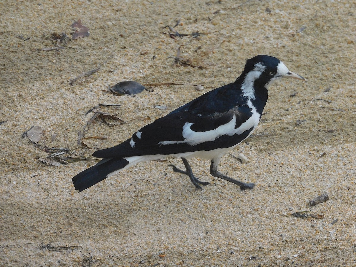 Magpie-lark - ML646287553