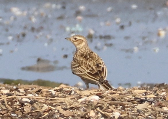 Eurasian Skylark - ML646287554