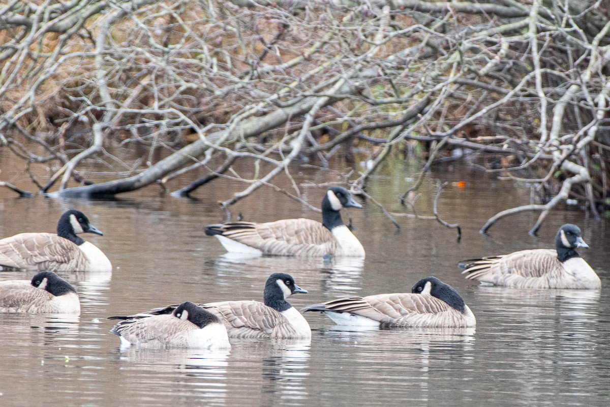Canada Goose - ML646287555
