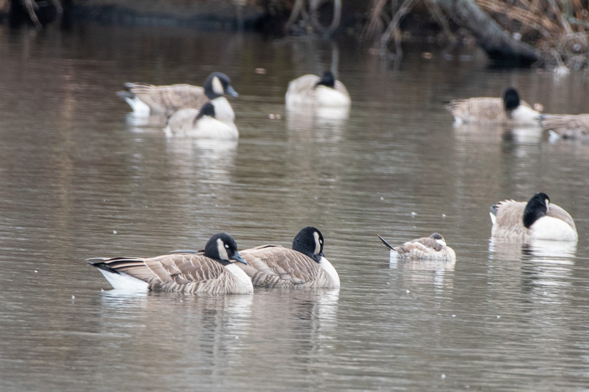 Canada Goose - ML646287556