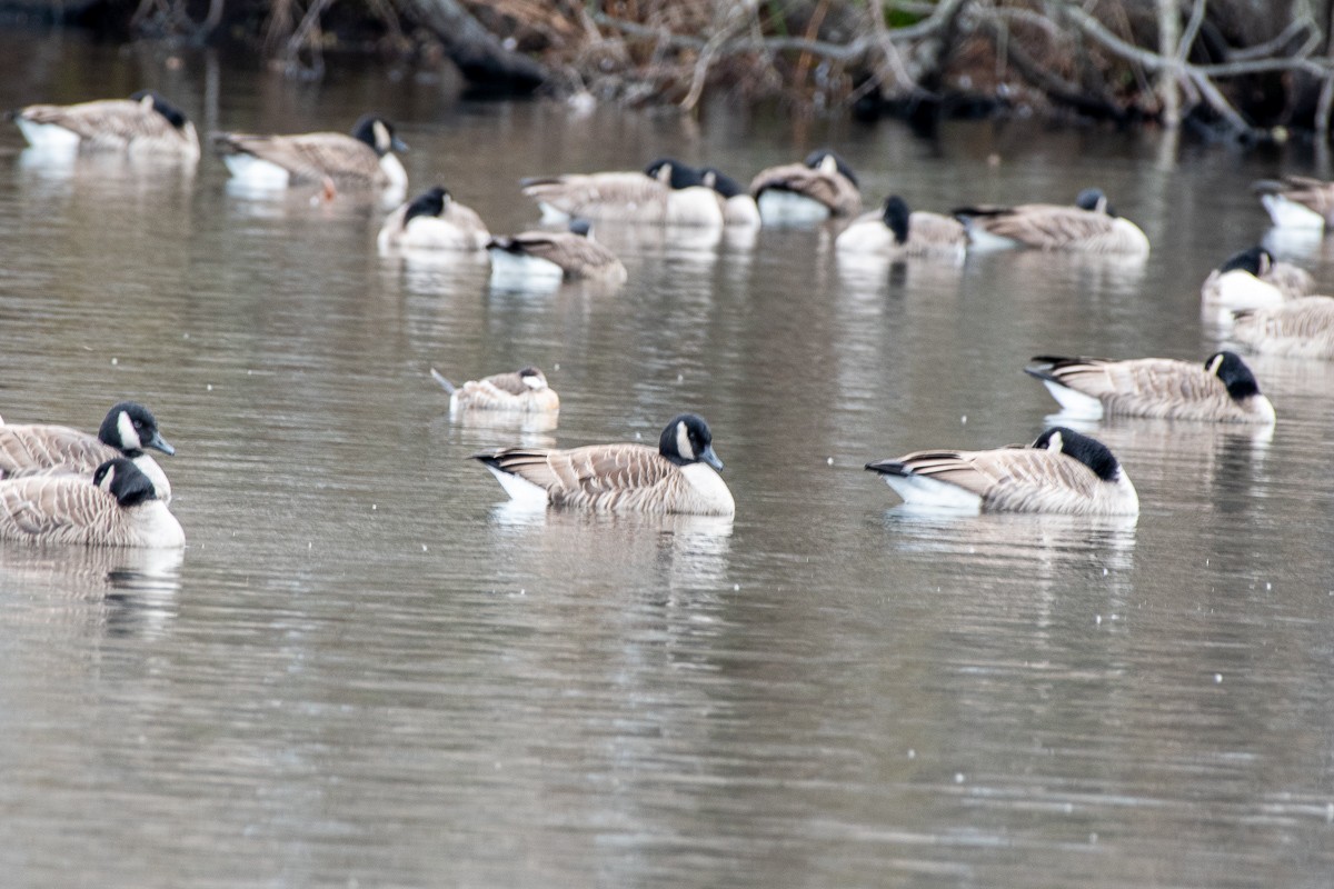 Canada Goose - ML646287557