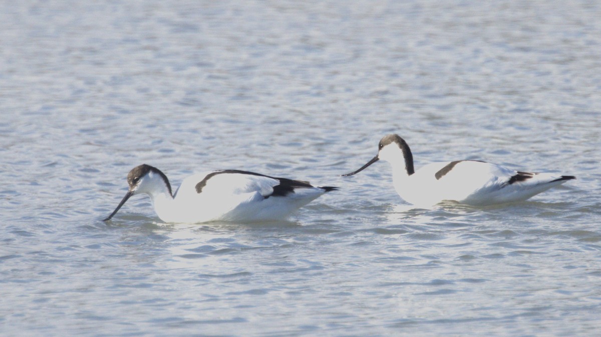 Алаг ээтэн - ML646287560