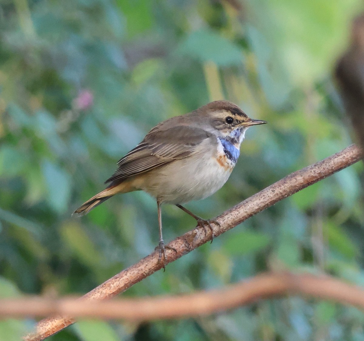 Bluethroat - ML646287562
