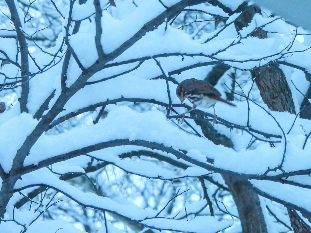 Fox Sparrow - ML646287563