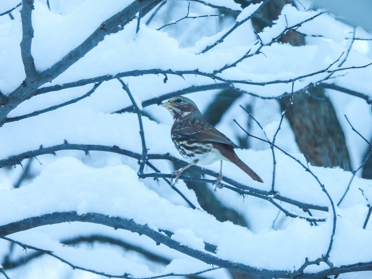 Fox Sparrow - ML646287564
