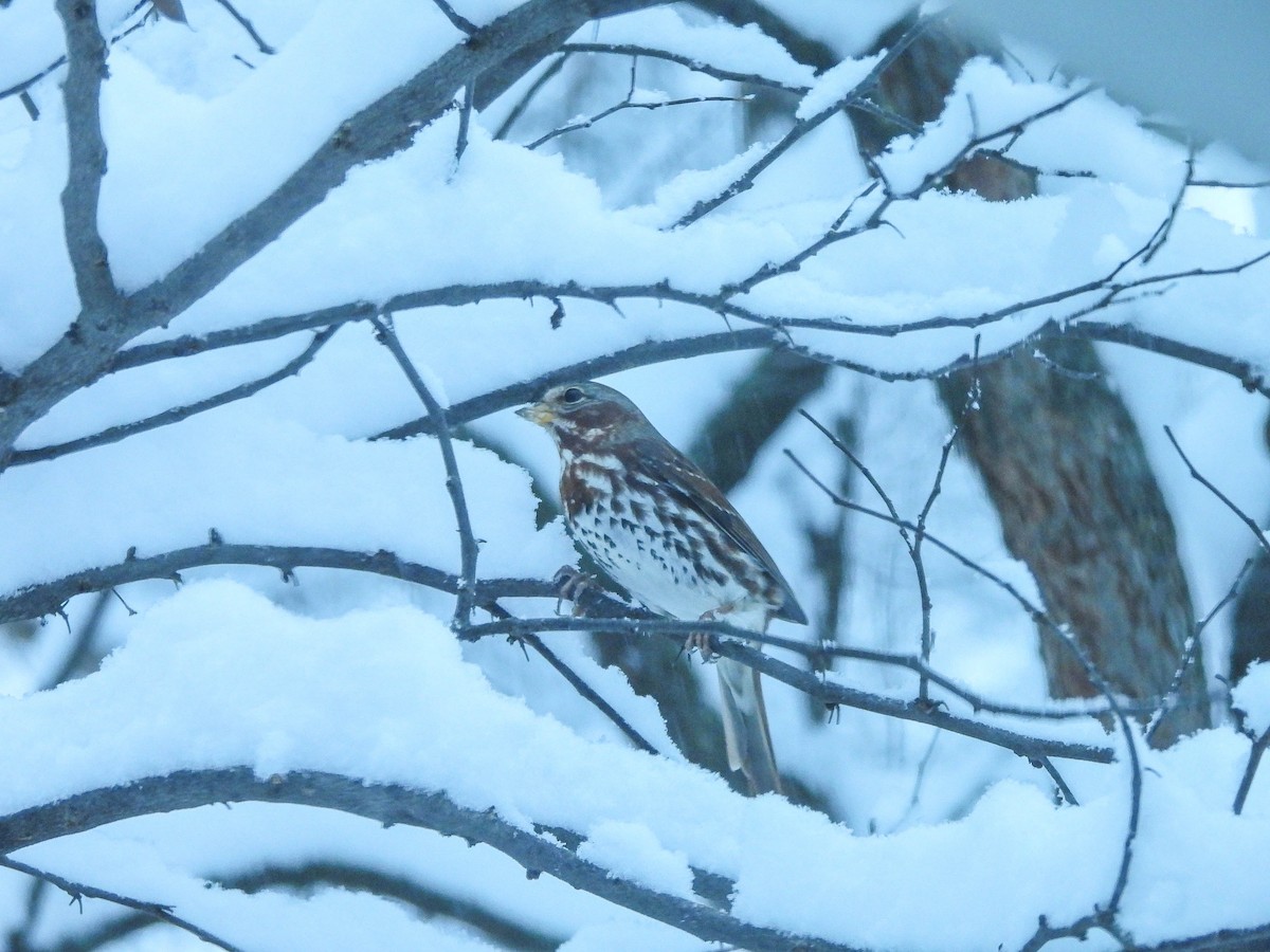 Fox Sparrow - ML646287565