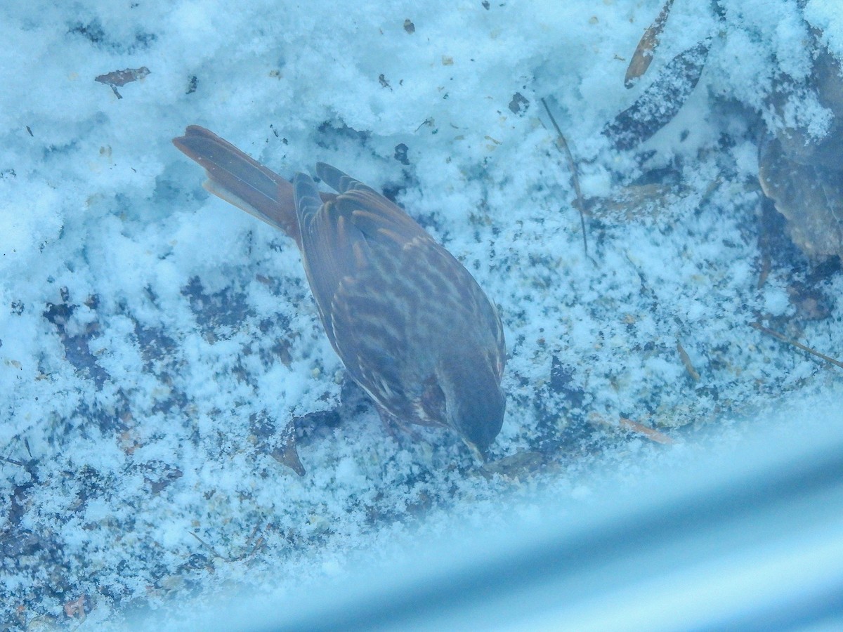 Fox Sparrow - ML646287566