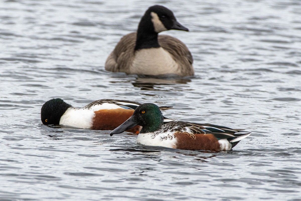 Northern Shoveler - ML646287567