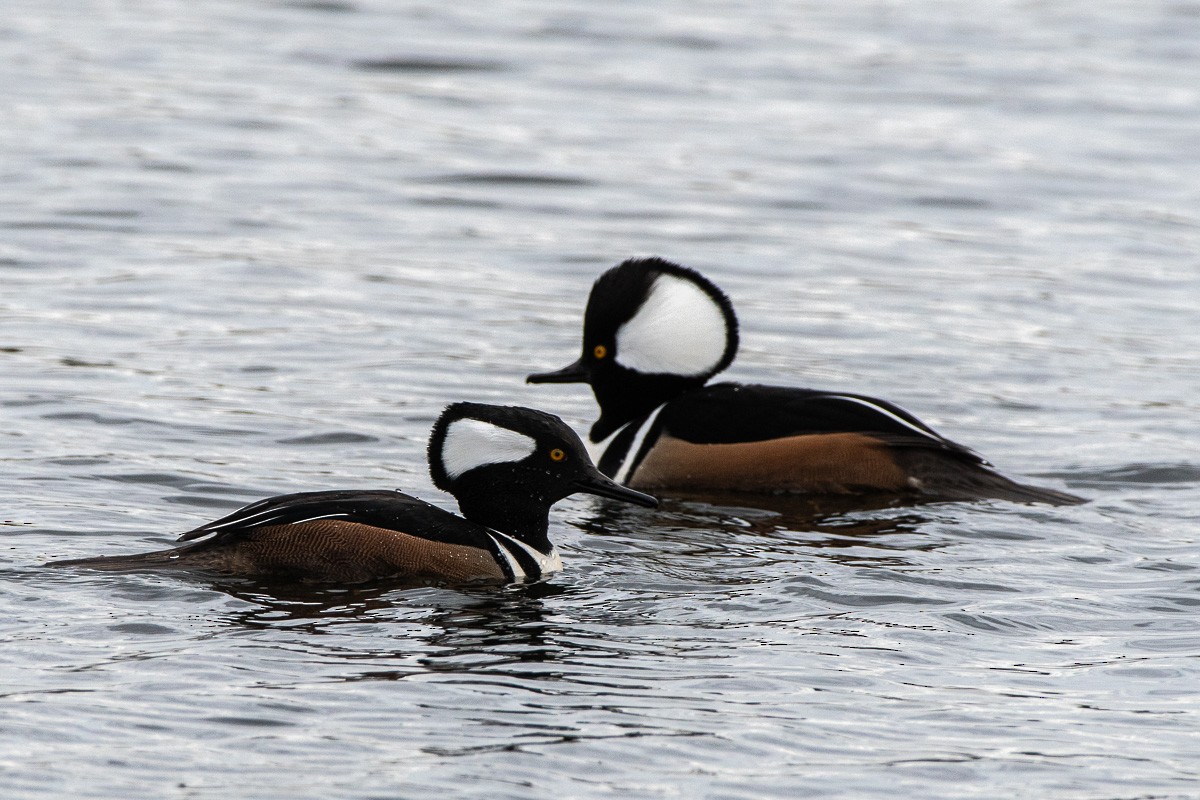 Hooded Merganser - ML646287569