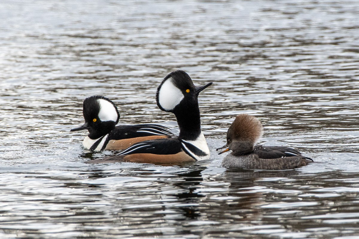 Hooded Merganser - ML646287570
