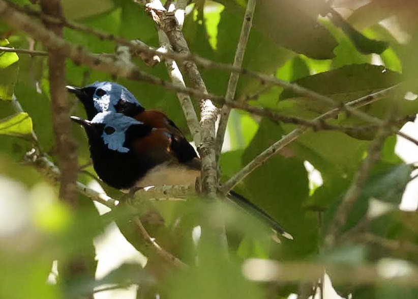 Lovely Fairywren - ML646287571