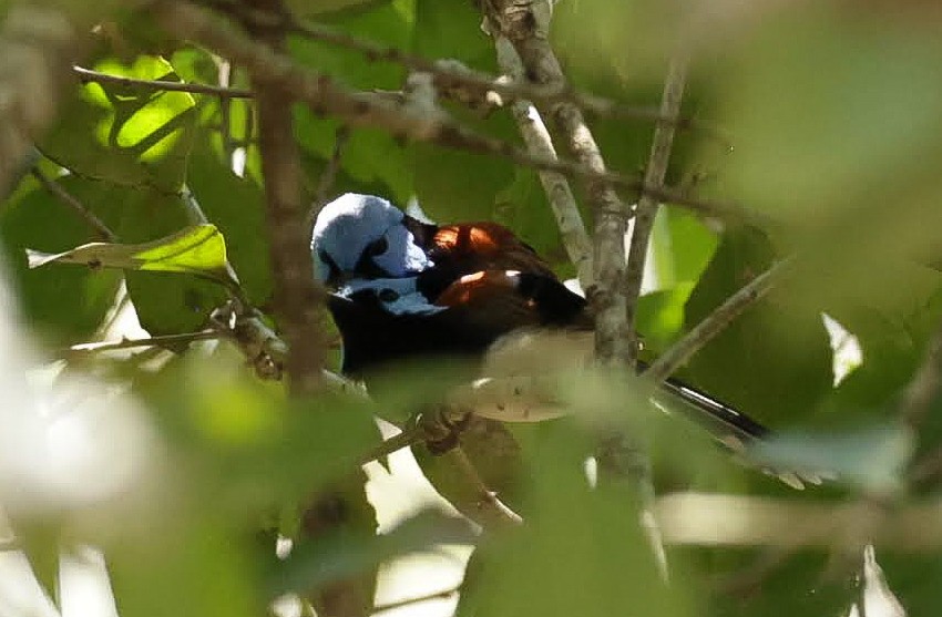 Lovely Fairywren - ML646287572