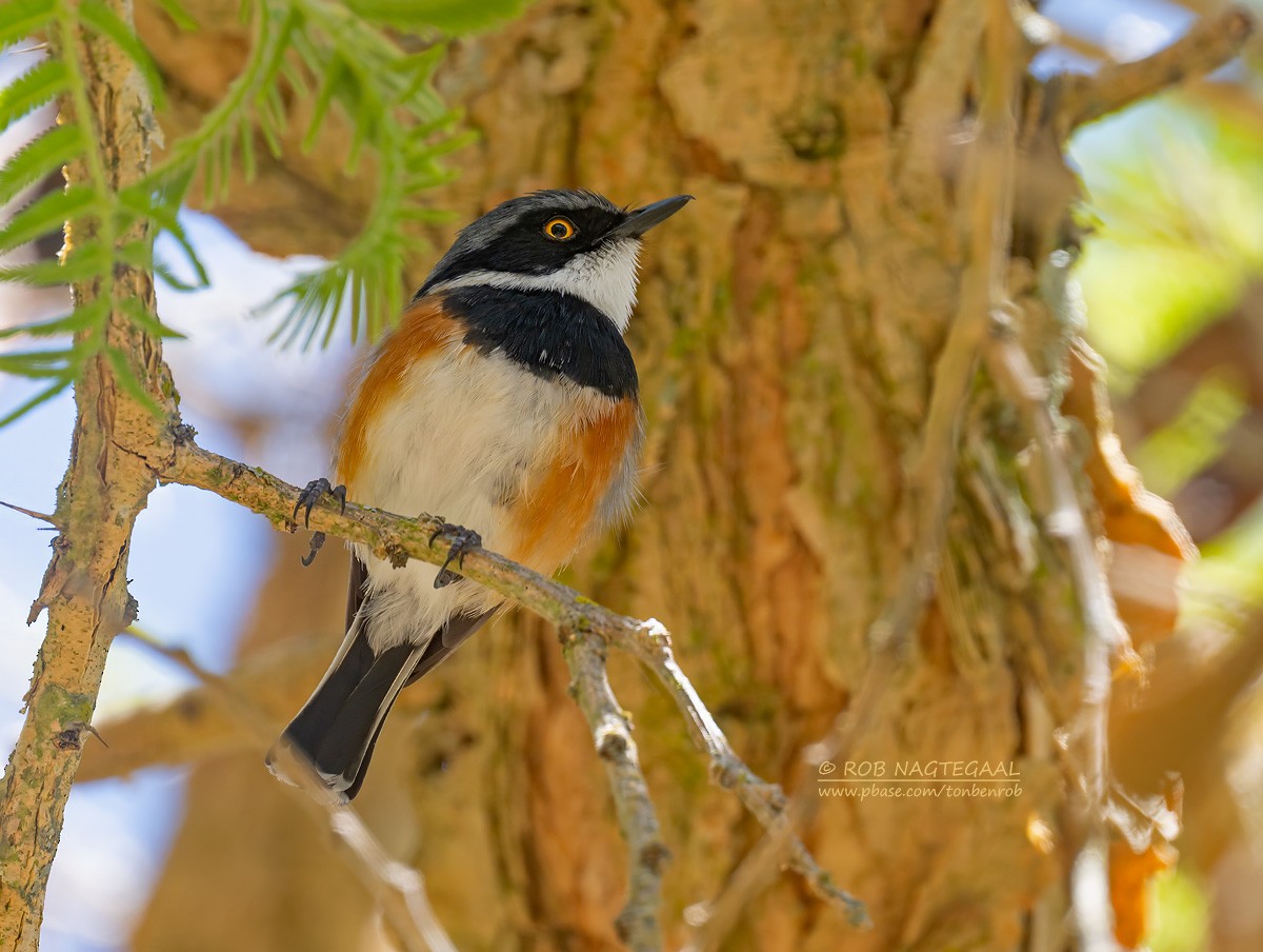 Cape Batis - ML646287577