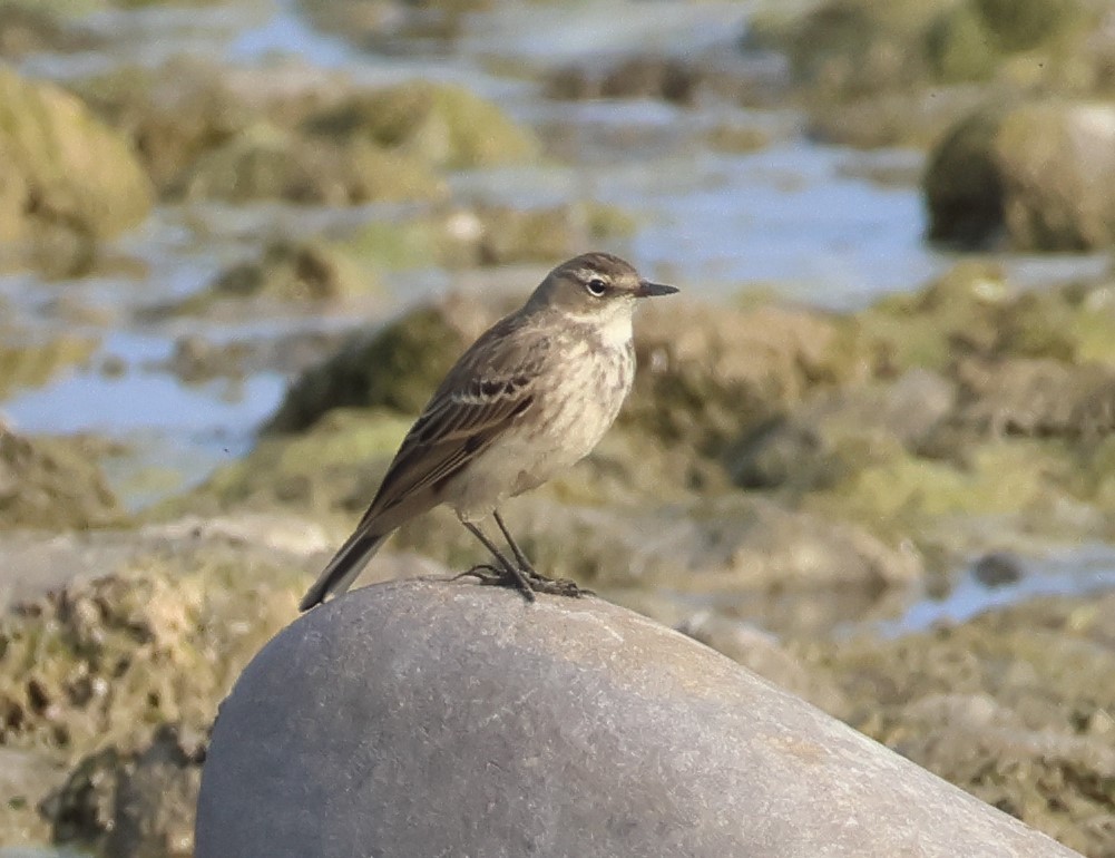 Water Pipit - ML646287580