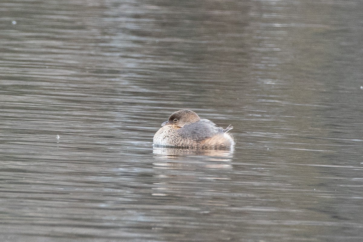 Pied-billed Grebe - ML646287582