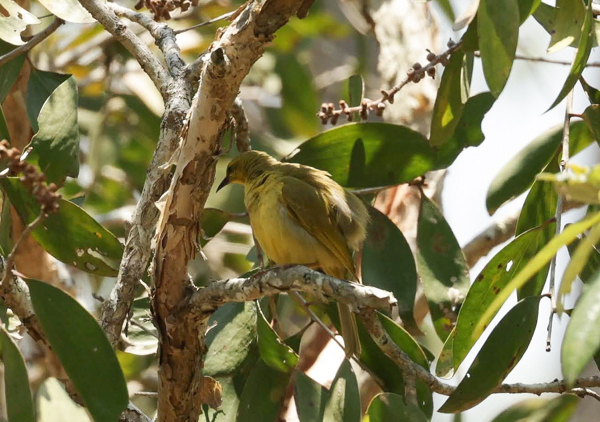 Yellow Honeyeater - ML646287589
