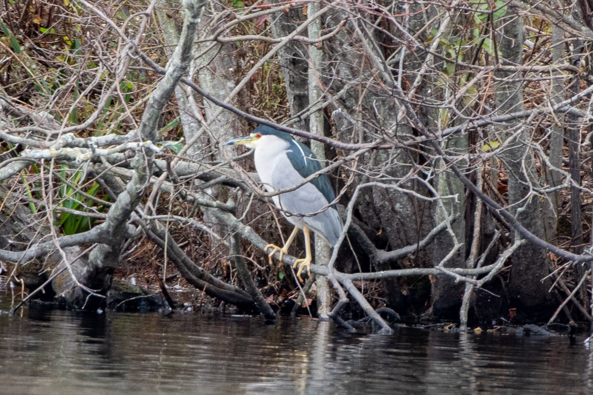 Black-crowned Night Heron - ML646287591