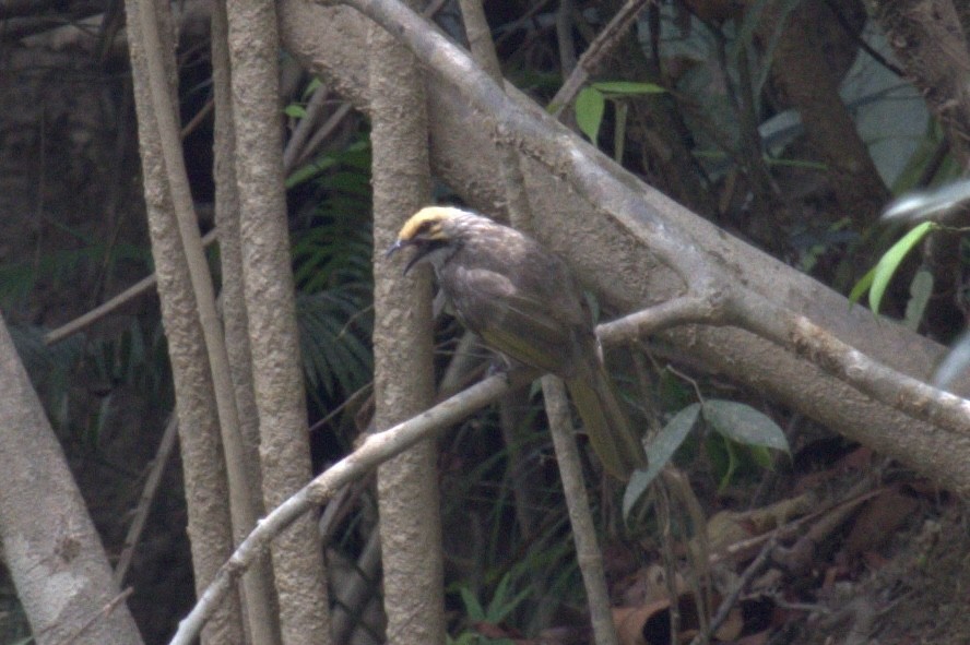 Straw-headed Bulbul - ML646287592