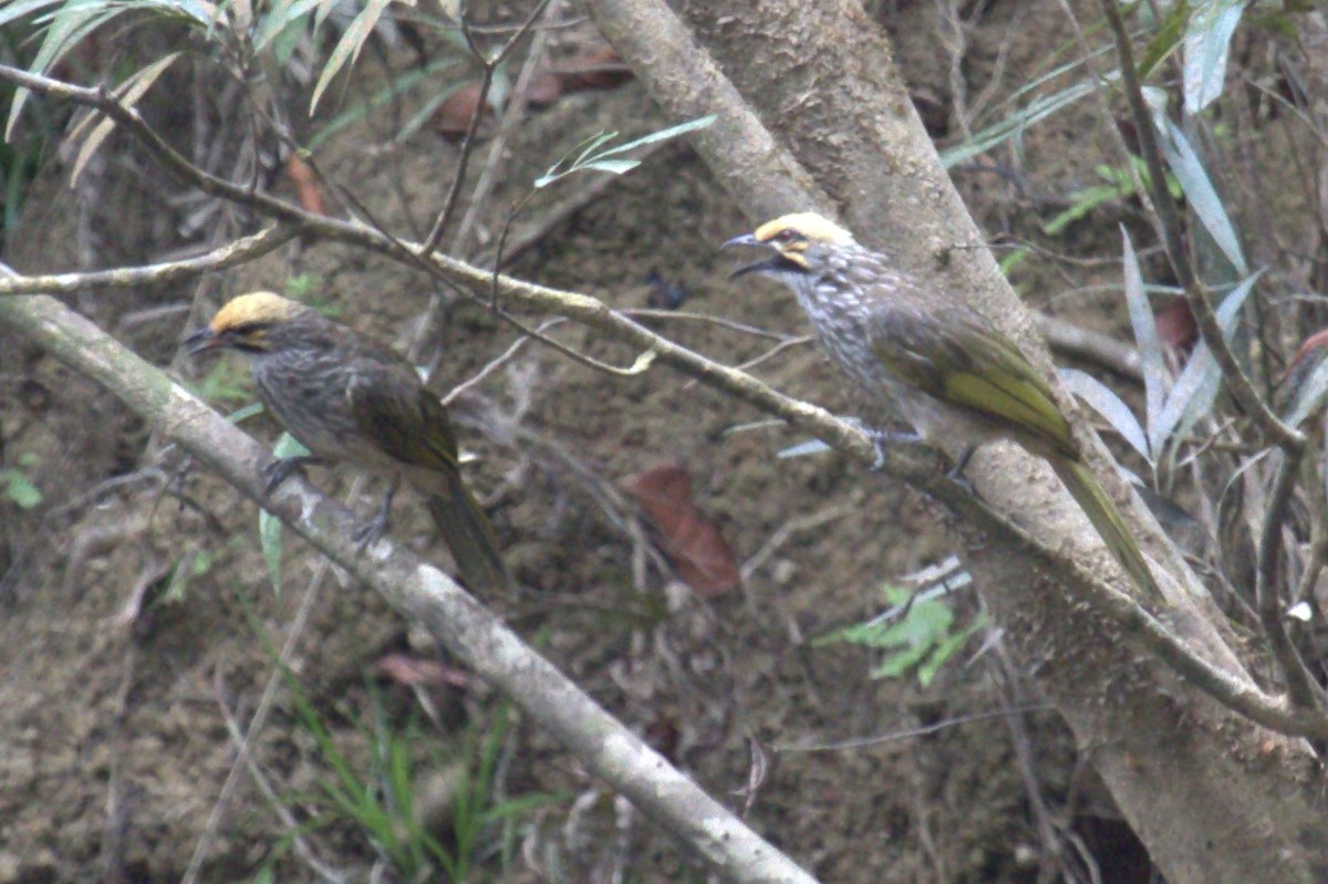 Straw-headed Bulbul - ML646287593