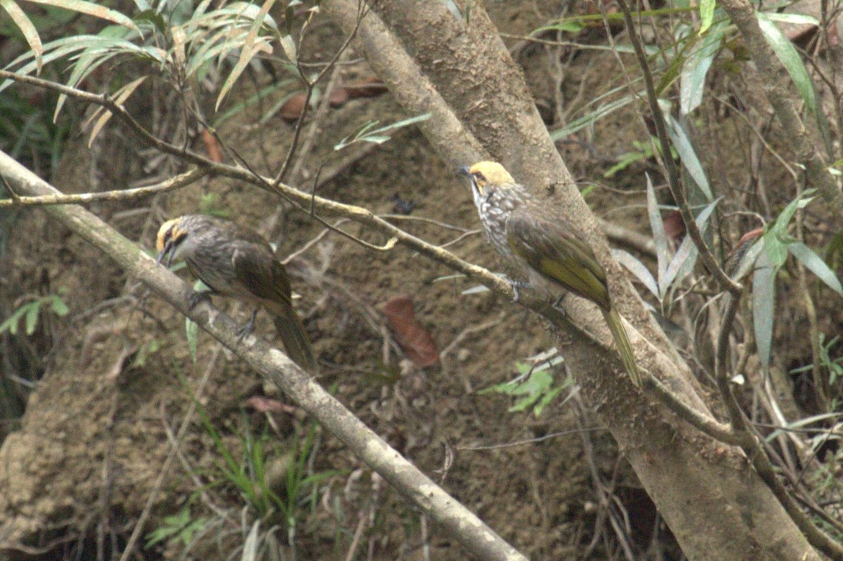 Straw-headed Bulbul - ML646287594