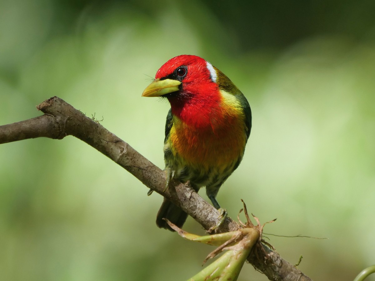 Red-headed Barbet - ML646287596
