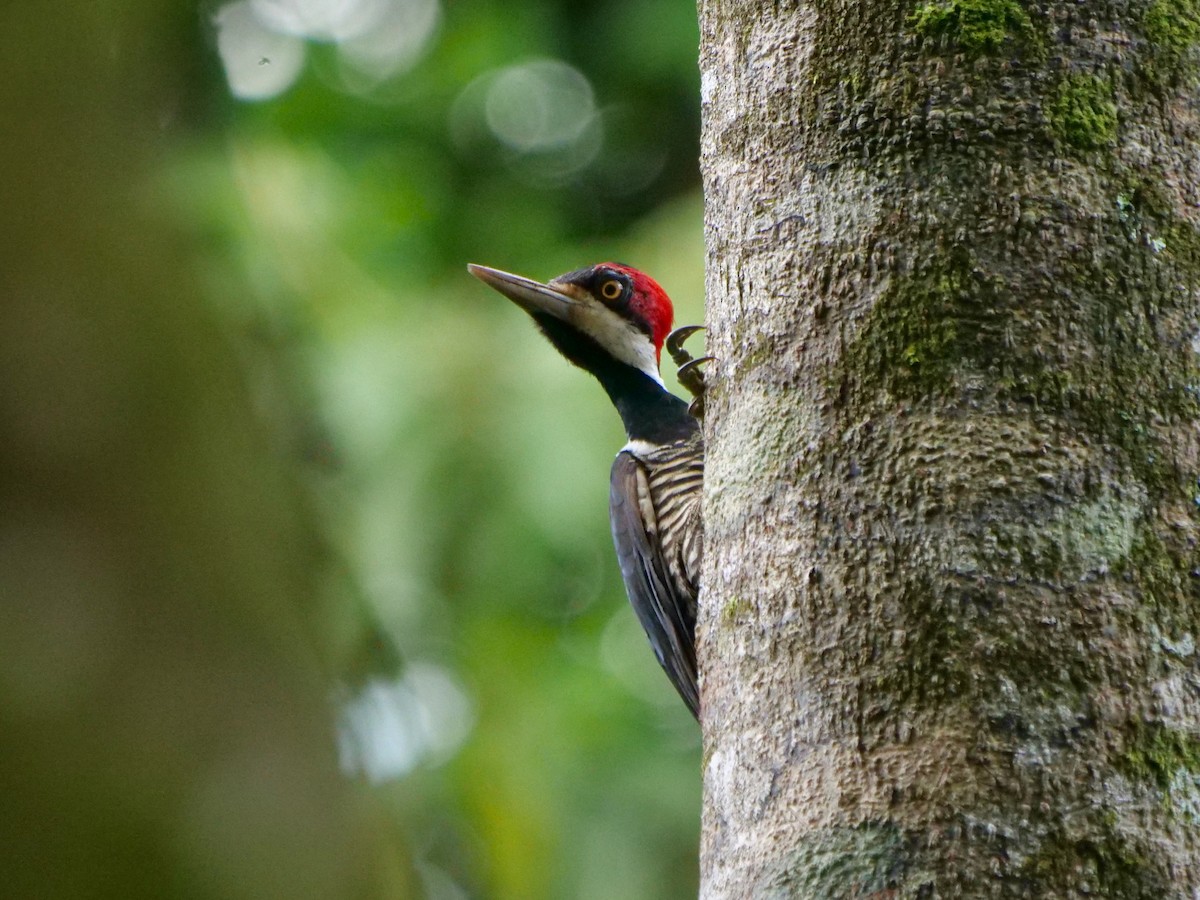Lineated Woodpecker - ML646287608