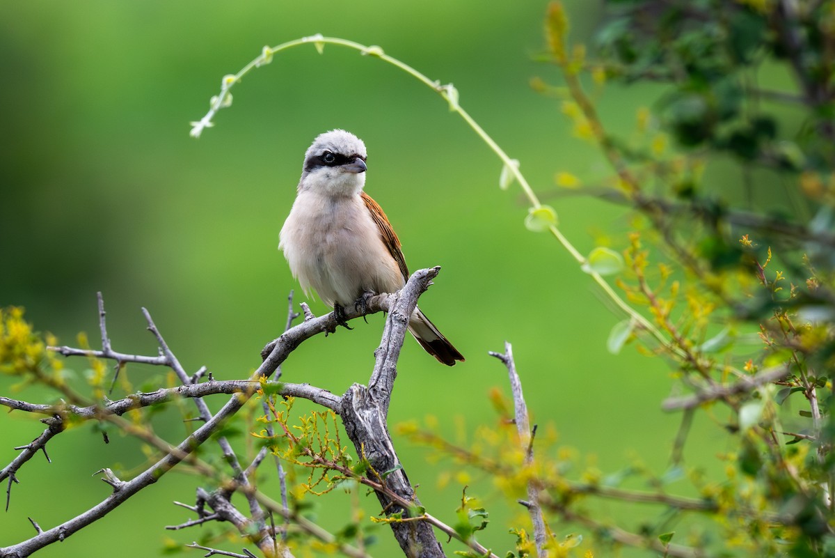 紅背伯勞 - ML646287614