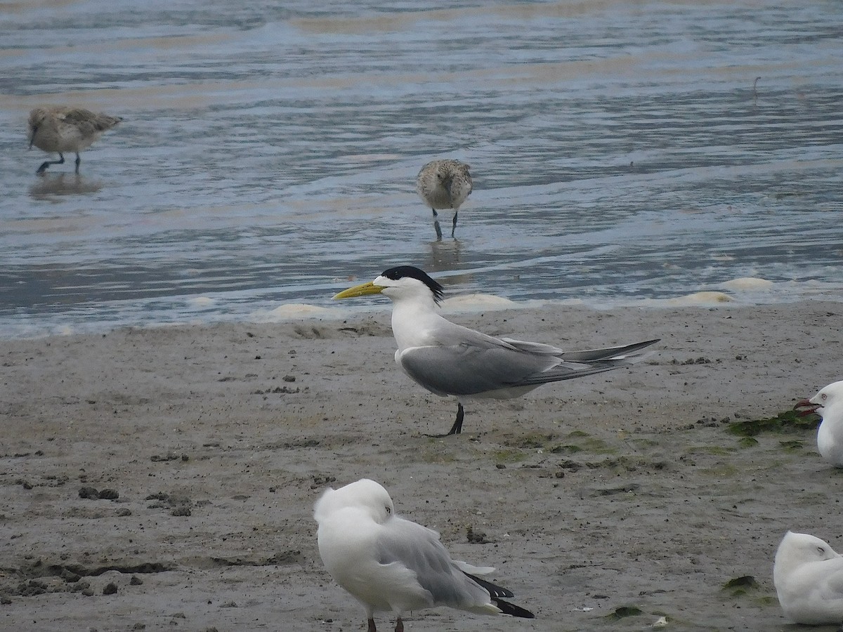 鳳頭燕鷗 - ML646287617