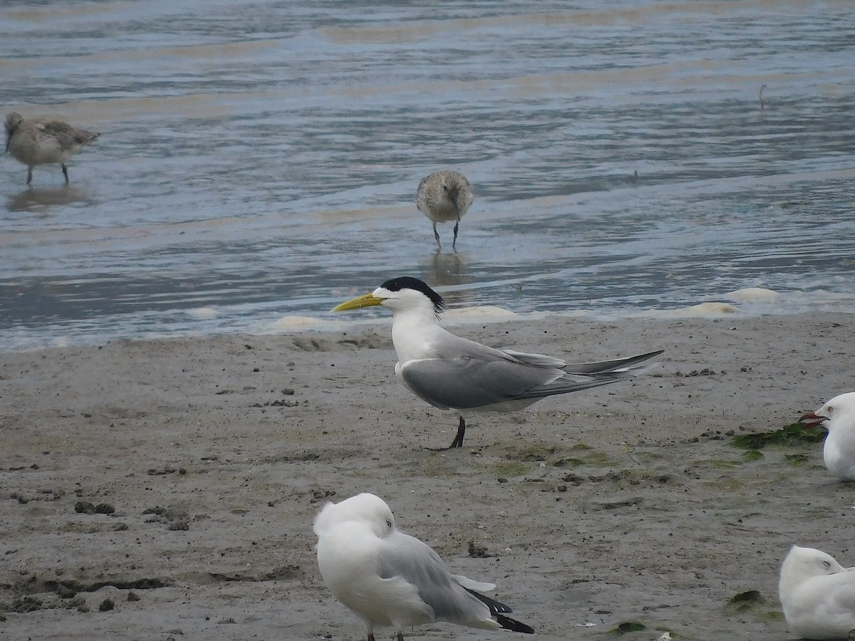 鳳頭燕鷗 - ML646287618