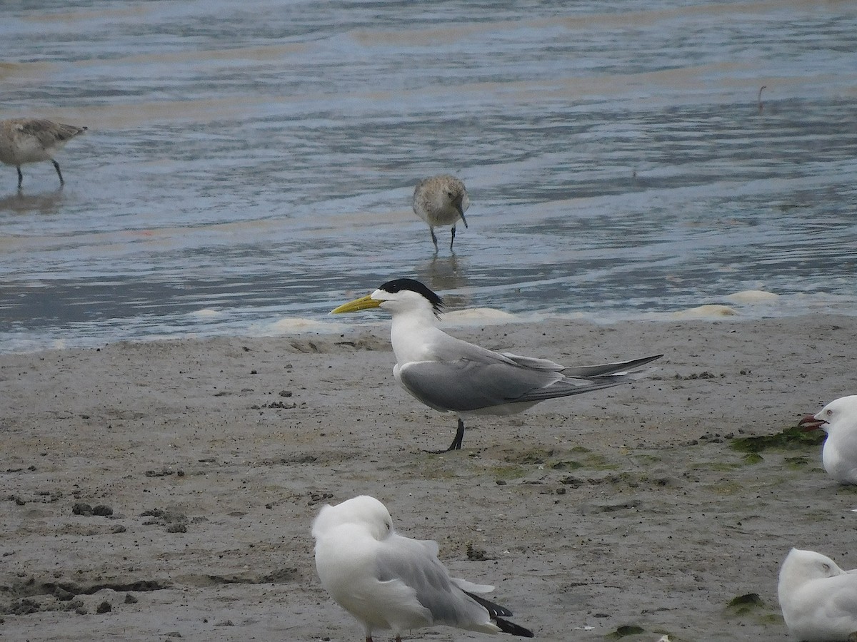 鳳頭燕鷗 - ML646287619