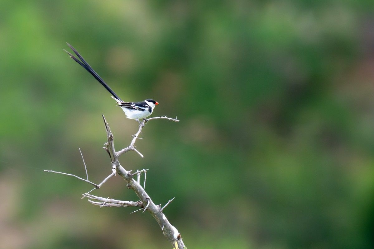 針尾維達雀 - ML646287620