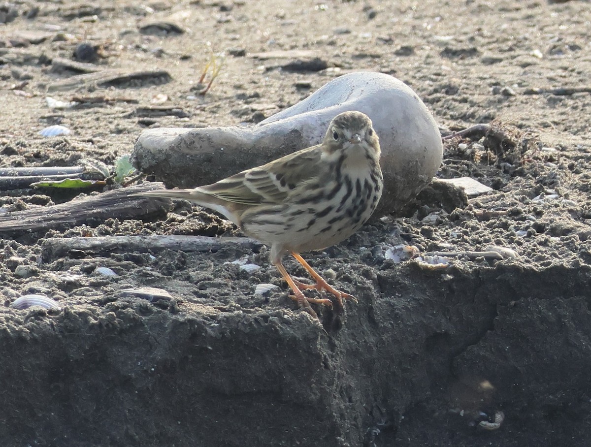 草地鷚 - ML646287621