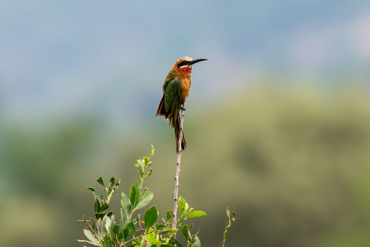 White-fronted Bee-eater - ML646287622