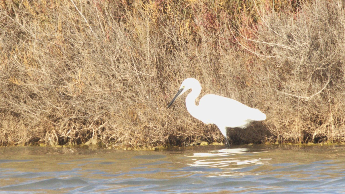 小白鷺 - ML646287623