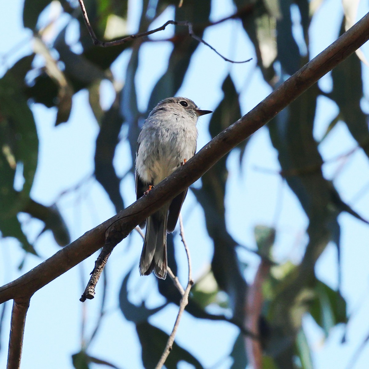 Rose Robin - ML646287625