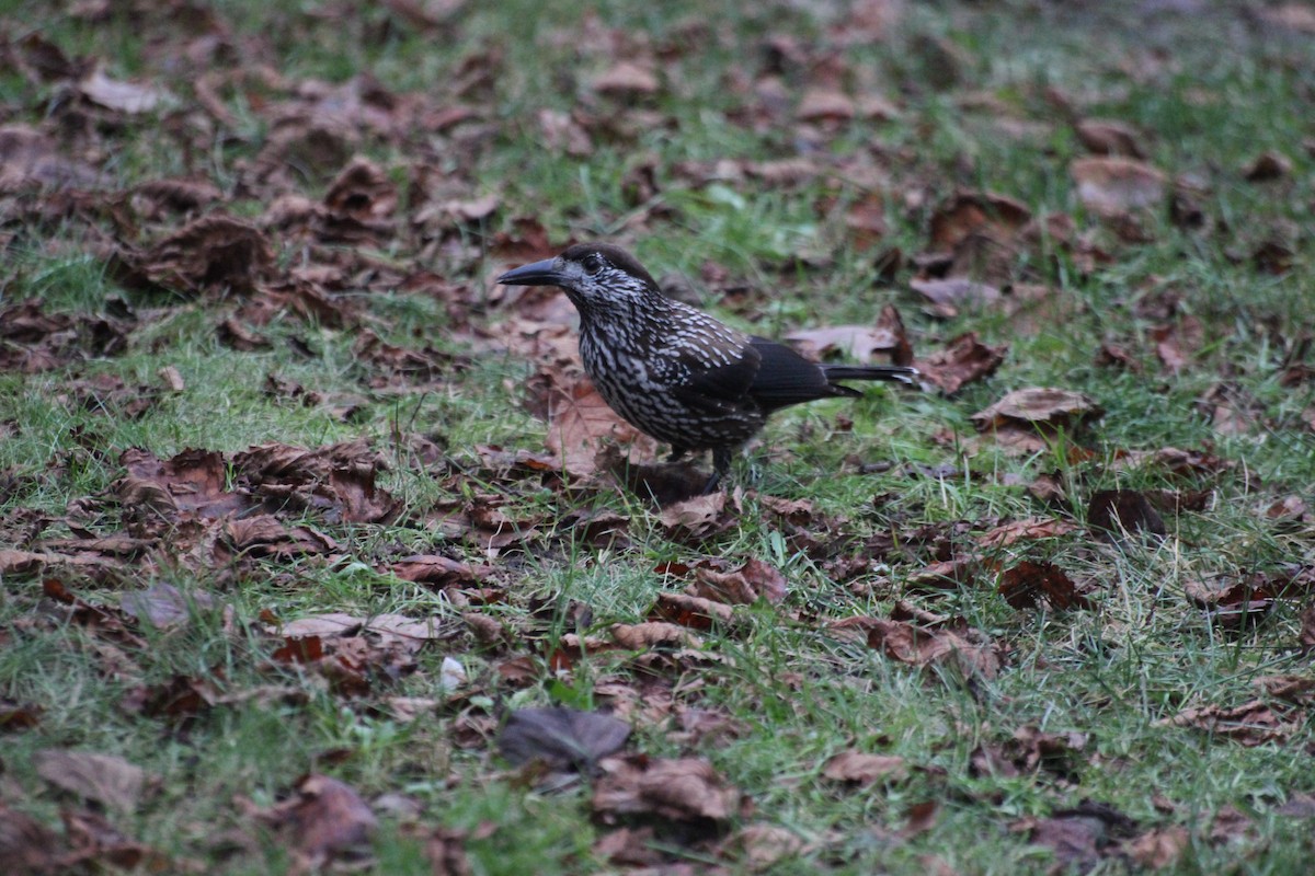 Northern Nutcracker - ML646287628