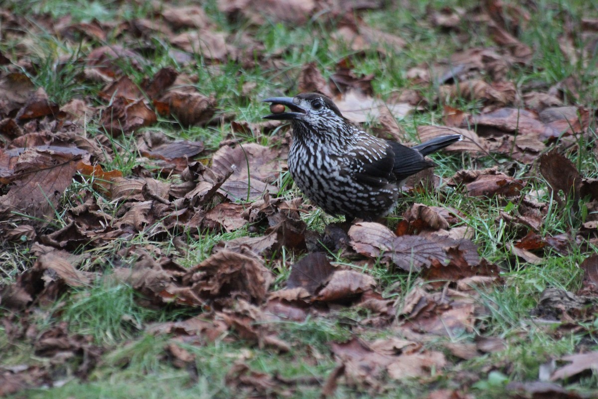 Northern Nutcracker - ML646287629